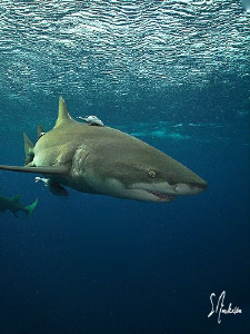 This image was taken during my Tiger Shark Expedition abo... by Steven Anderson 